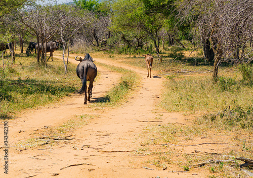 Animals walking along a Dirt Road © Rodney