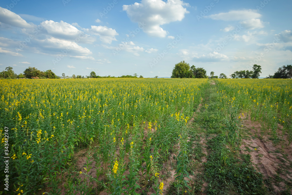 Fototapeta premium beautiful view at sunhemp flowers field