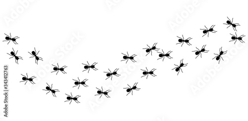 Ant column. Black insect silhouettes trip. Teamwork  hard work metaphor. Forest life  isolated ants marching vector illustration. Ant black  teamwork colony group  unity row working