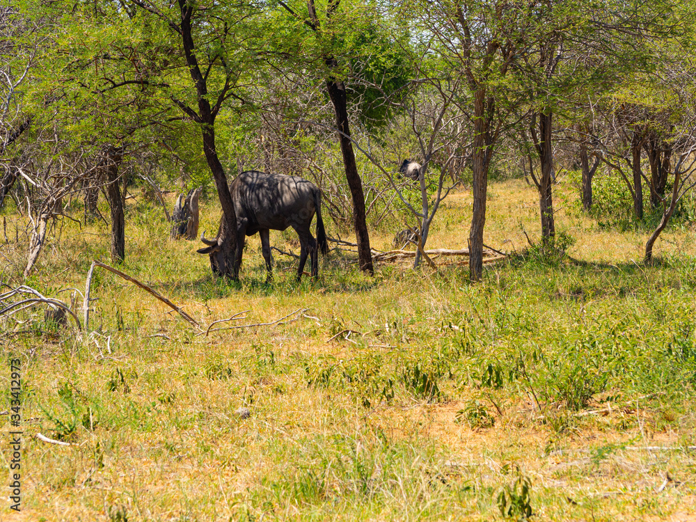 Fototapeta premium Wildebeest in the Shade