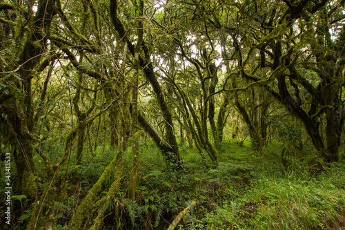 Trees in a rainforest somewhere in Africa