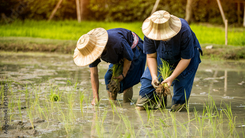 farmer in rice field