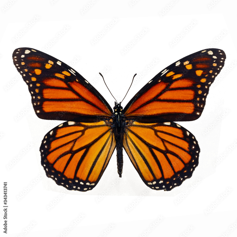 Obraz premium beautiful monarch butterfly