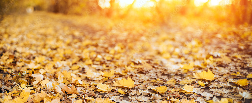 Yellow maple leaves during autumn season with warm sunlight from behind. Fall park on blurry background. Beautiful nature scene, Canada Day concept. Yellow maple leaves during autumn season with warm sunlight from behind. Fall park on blurry background. Beautiful nature scene, Canada Day concept.
