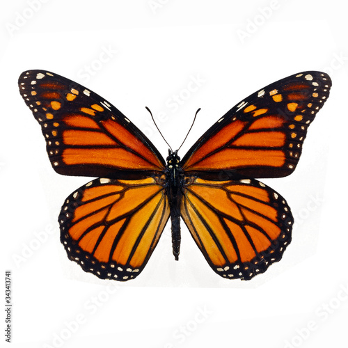 beautiful monarch butterfly