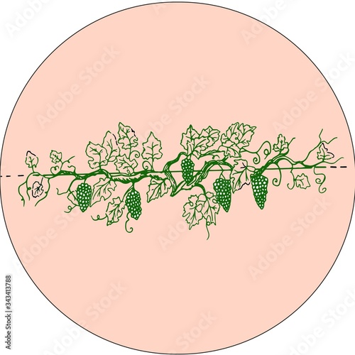 lardge grape branch with large bunches of fruits in circle