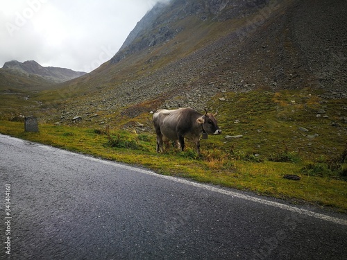 cow in the mountains © Ferenc