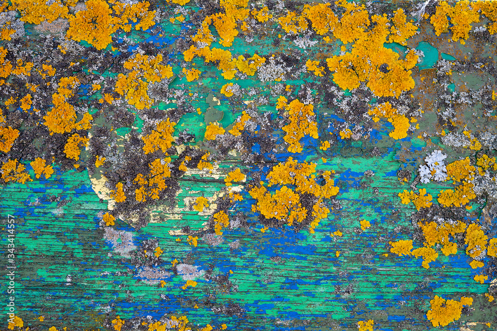 Colorful yellow lichen growing on painted old wood