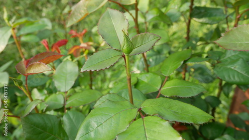 Wallpaper Mural Bud before flower opening Torontodigital.ca