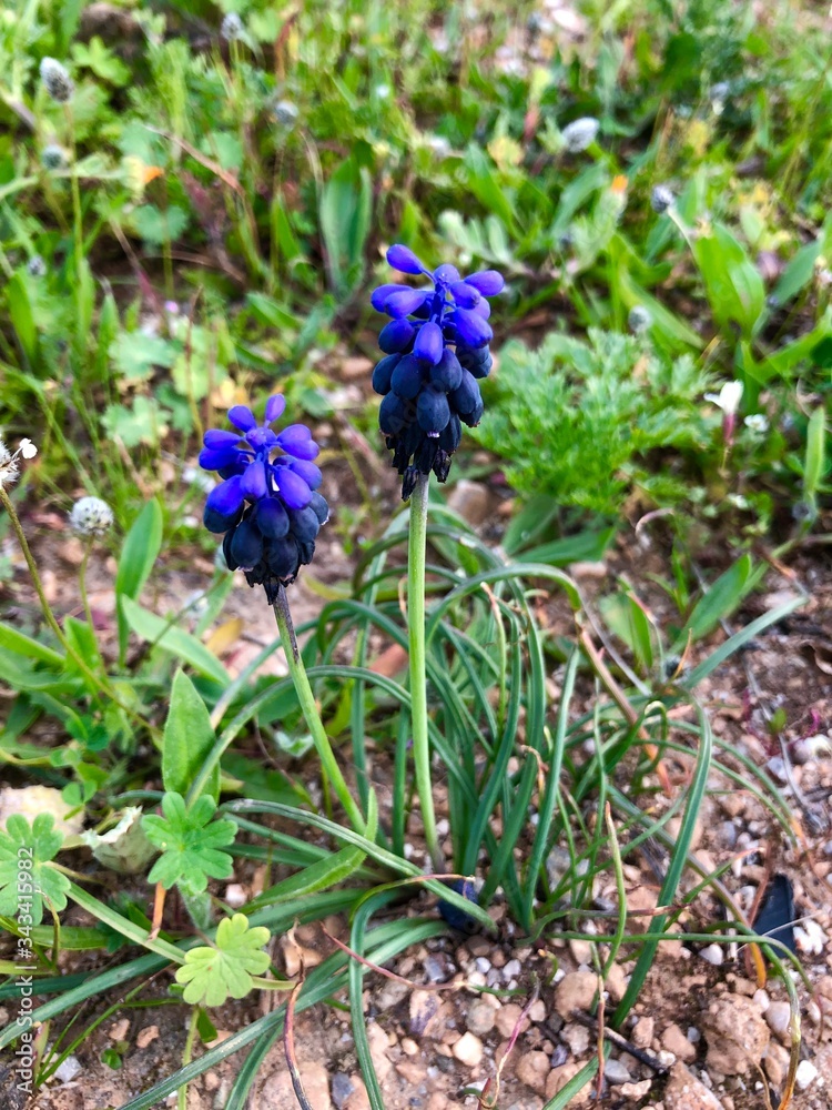 blue flowers in the garden blue flowers in the garden