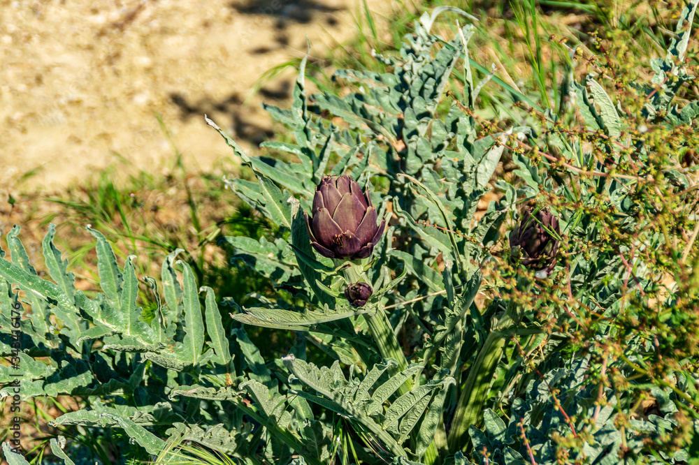 Pianta dei carciofi biologica Stock Photo Adobe Stock
