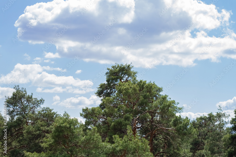 View of the huge and tall pine trees in the park, against a background of blue sky and clouds