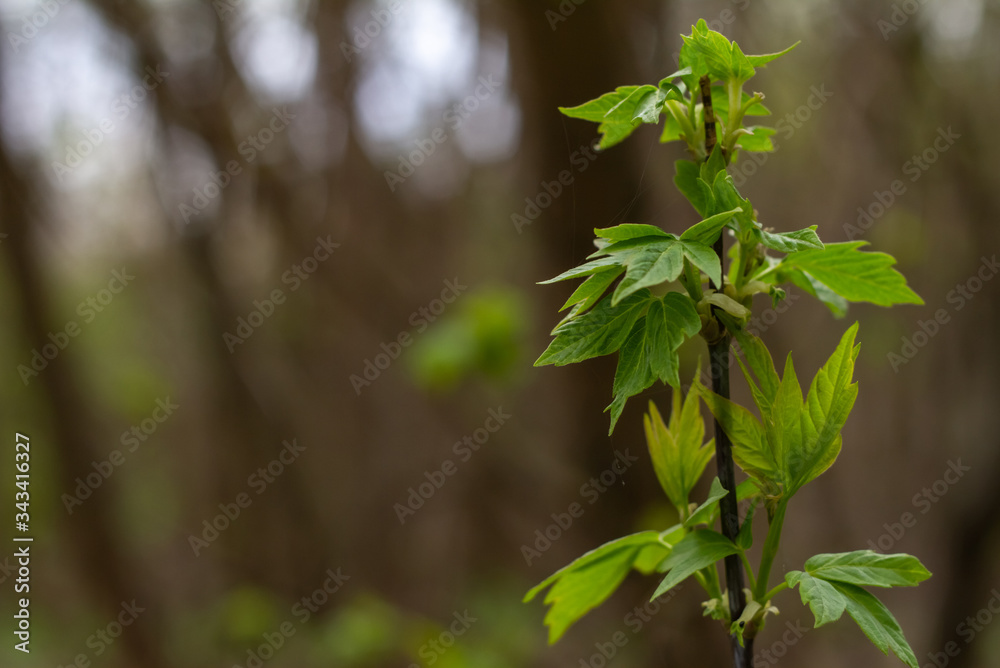 The sprout of a green tree, as a symbol of the birth of life on Earth..Green bokeh background. The sprout of a green tree, as a symbol of the birth of life on Earth..Green bokeh background.