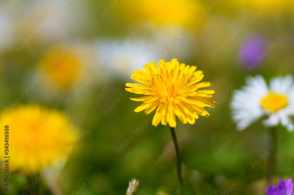 daisies and sky. daisies in the summer season. Daisy macro shoot as background. Daisies in nature. sunny weather and flowers.