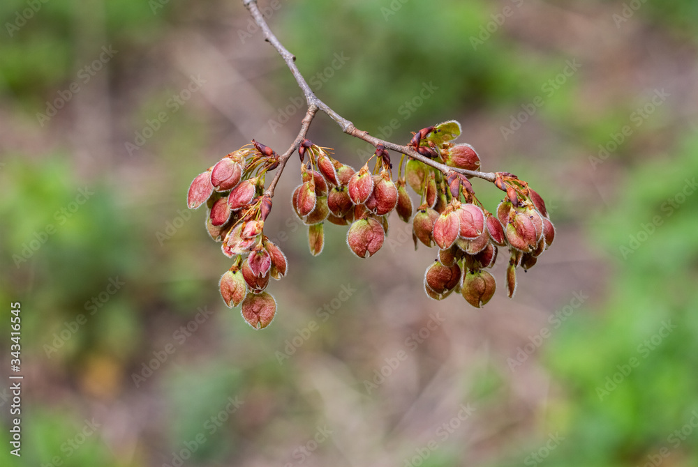 A branch of a beautiful tree on a green bokeh background. Beautiful nature of the Earth.
