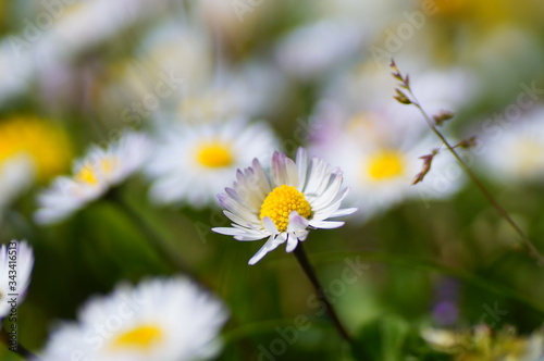 daisies and sky. daisies in the summer season. Daisy macro shoot as background. Daisies in nature. sunny weather and flowers.