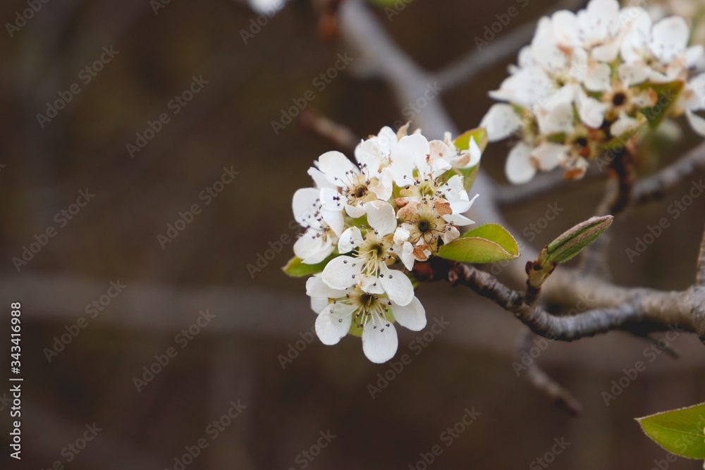 Obraz premium white iconic flower on tree