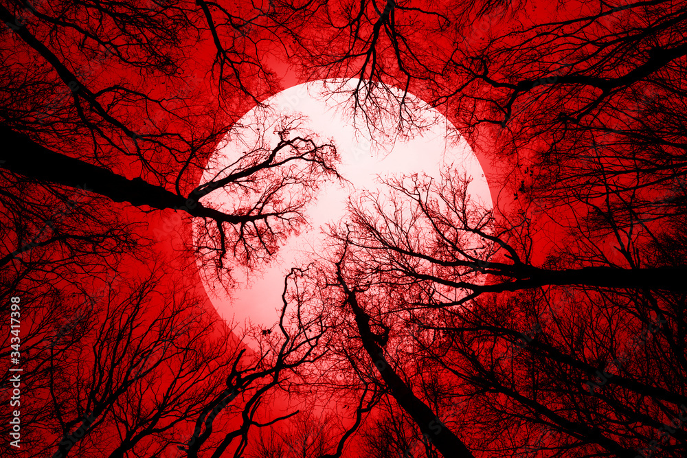 horror forest background, full moon above trees, apocalyptic scene ...