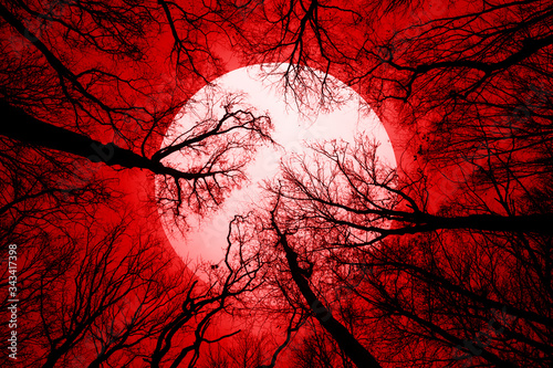 Photo horror forest background, full moon above trees, apocalyptic scene