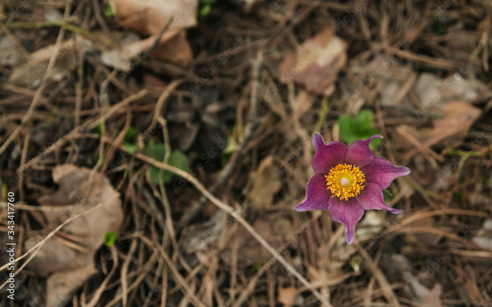 Pink snowdrop in the coniferous forest copy space. Spring Flower. Pink snowdrop in the coniferous forest copy space. Spring Flower.