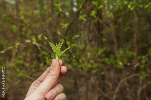 Young spring leaves on the branches. Blooming kidneys. Fresh green leaves in the hand.