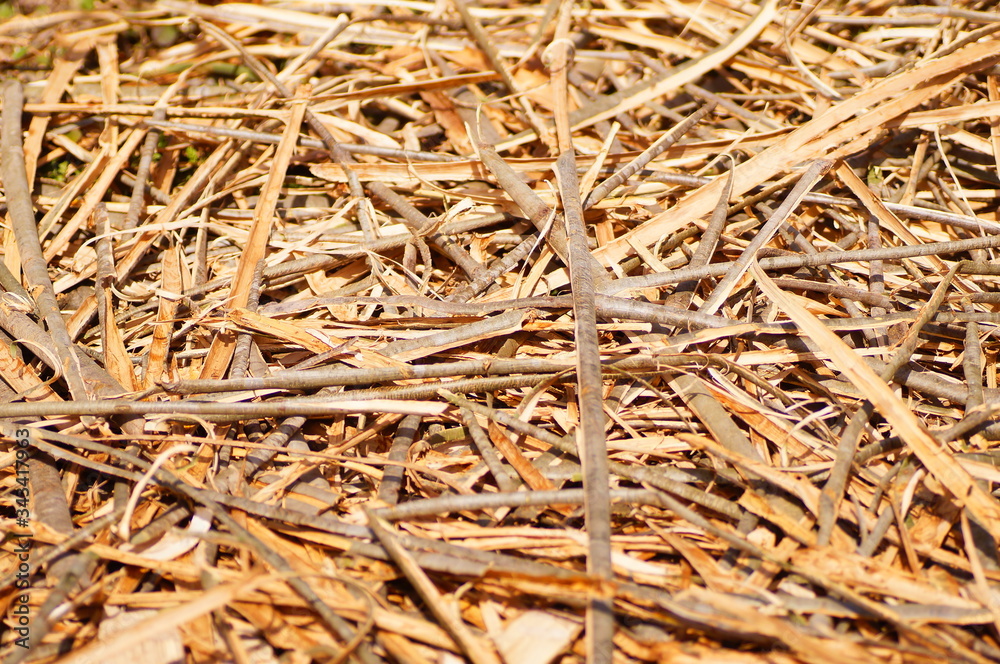 mixed bark of trees together. background image with bark of trees mixed together. mixed bark of trees together. background image with bark of trees mixed together.