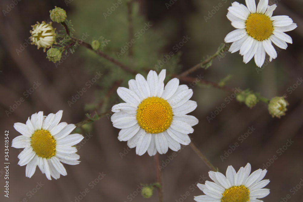 Obraz premium daisies with petals macro photo