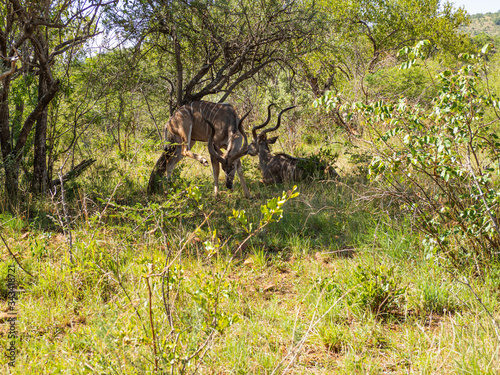 Buck in the Shade