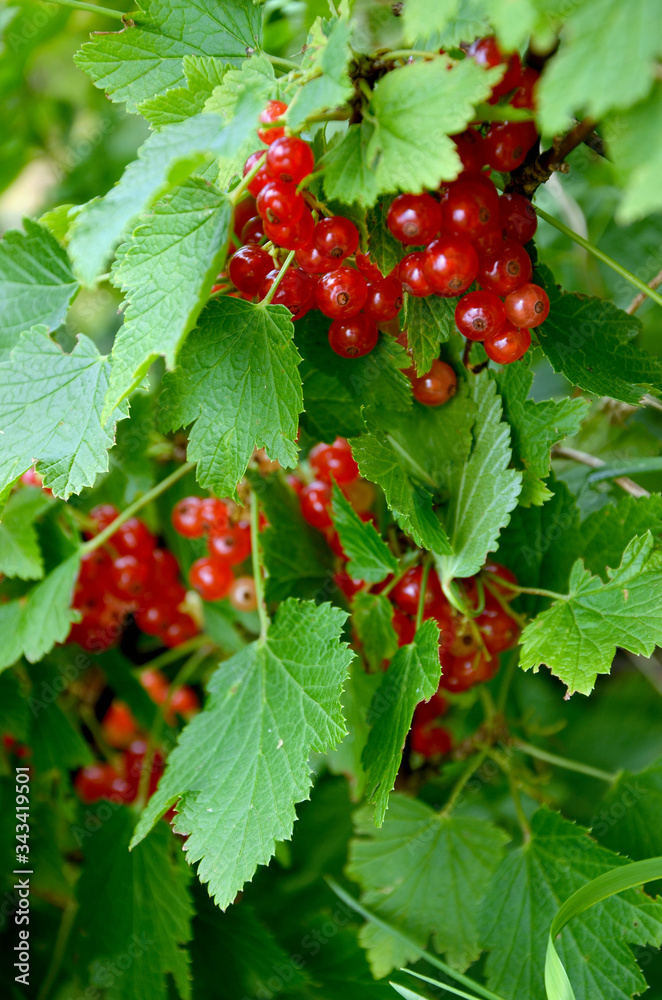 currant bush with red berries in the garden close-up currant bush with red berries in the garden close-up