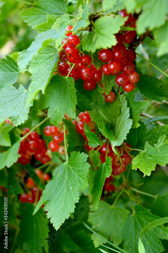 currant bush with red berries in the garden close-up