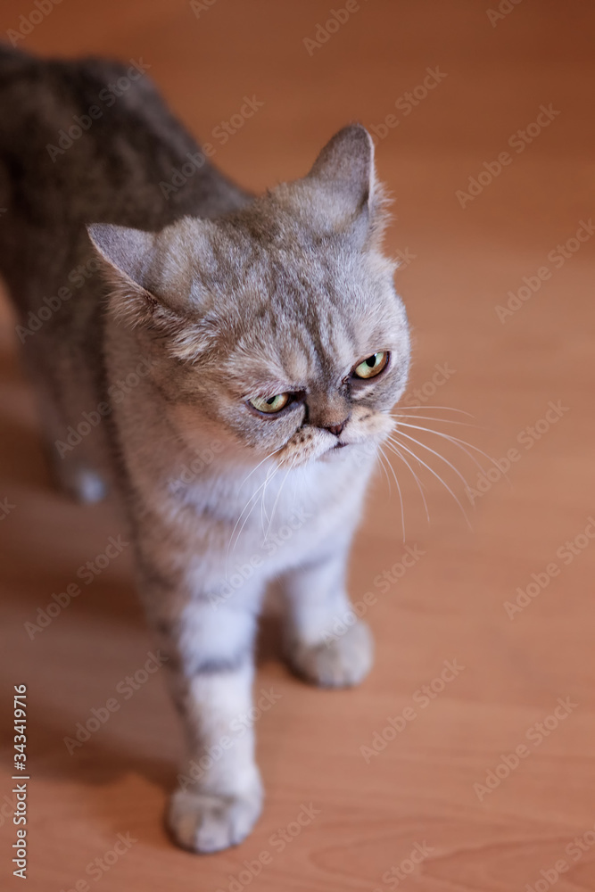 A grey cat stands on the floor in a room in the house. Cat looks in front of him.