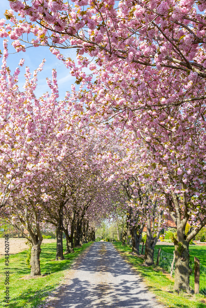 Path surrounded by cherry trees in Lower Saxony, Germany