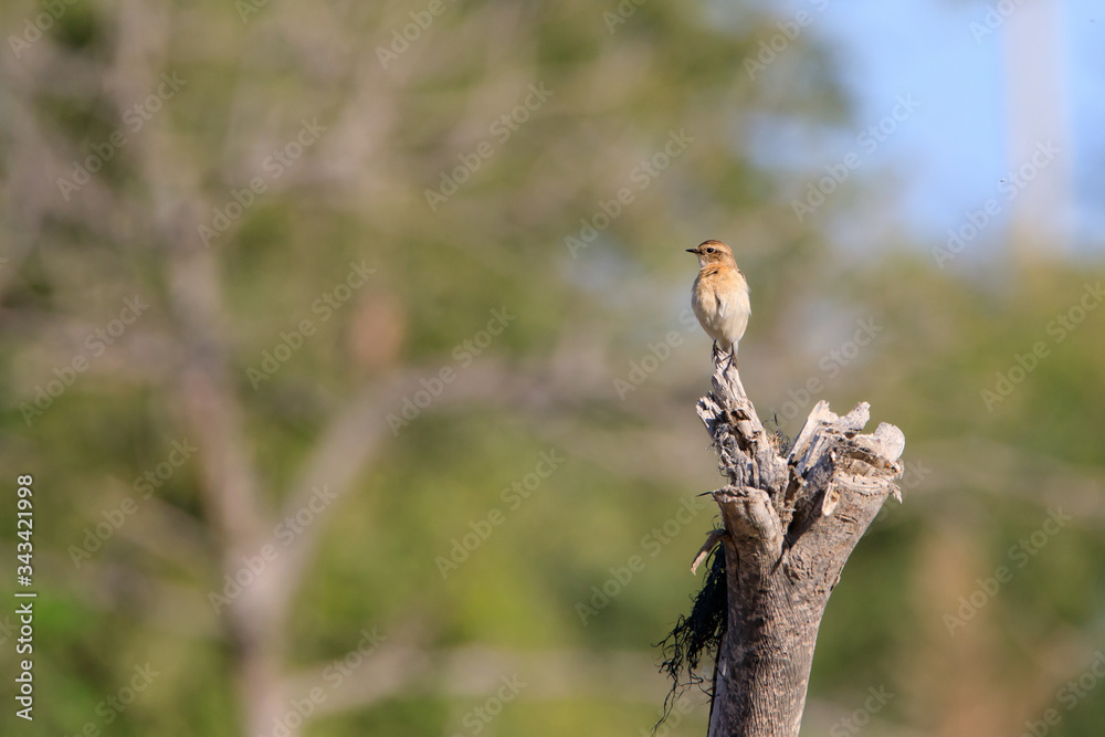 small, color, spring, beautiful, one, saxicola, bahrain, european, maurus, female, farm, stone-chat, isolated, asian, beauty, little, colorful, sweet, garden, flower, siberia, male, wild, collared bus small, color, spring, beautiful, one, saxicola, bahrain, european, maurus, female, farm, stone-chat, isolated, asian, beauty, little, colorful, sweet, garden, flower, siberia, male, wild, collared bus