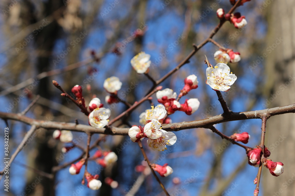 Delicate white flowers bloomed on an apricot tree in spring. Delicate white flowers bloomed on an apricot tree in spring.