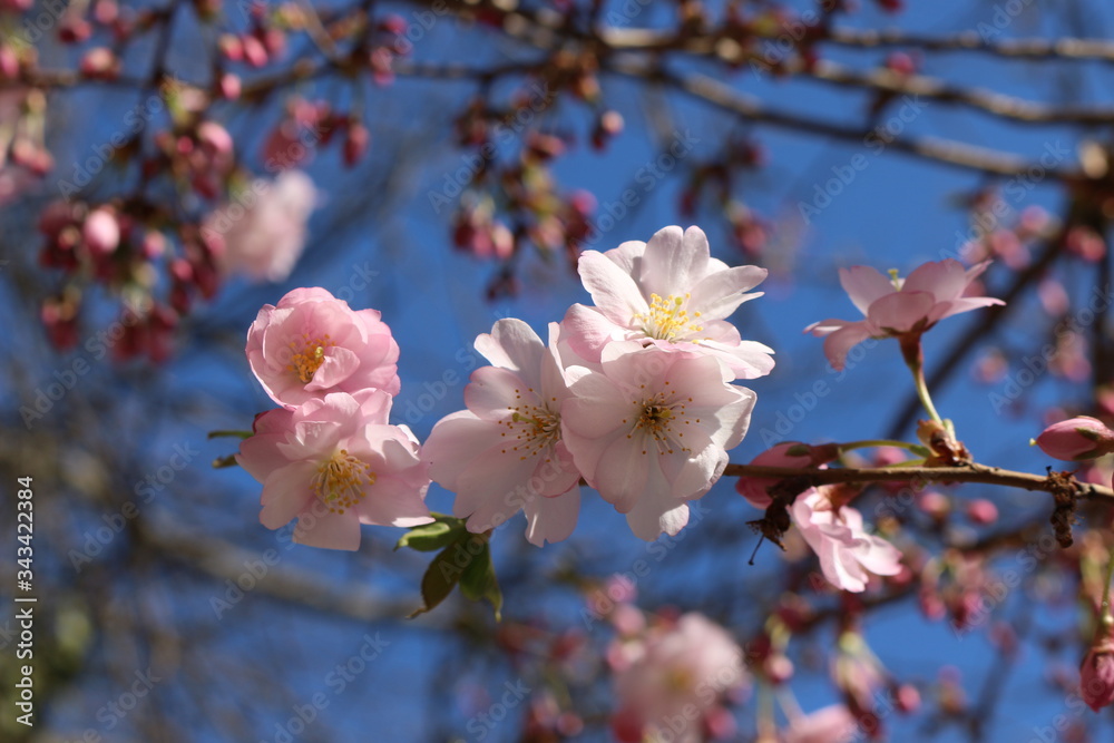 Delicate pink flowers bloomed on sakura in spring. Delicate pink flowers bloomed on sakura in spring.