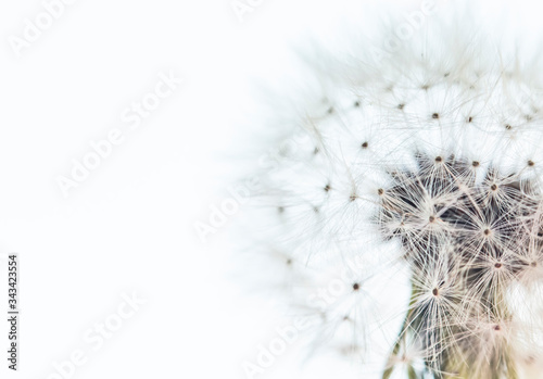 dandelion flower close up 