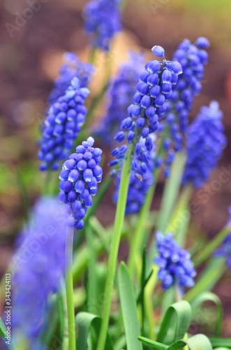 Spring Muscari flowers