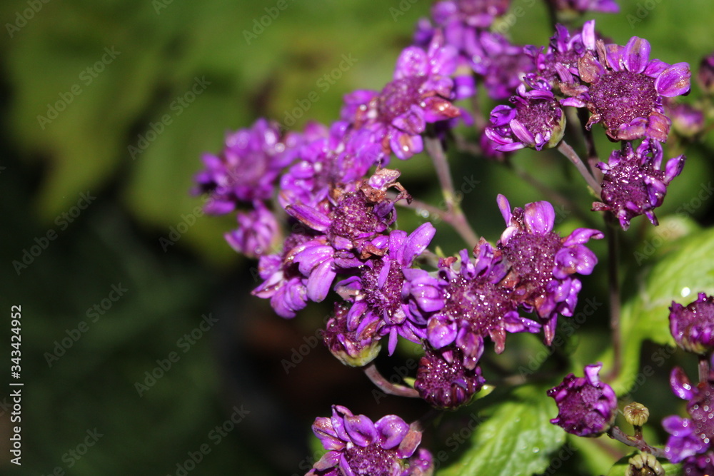 purple lilac flowers