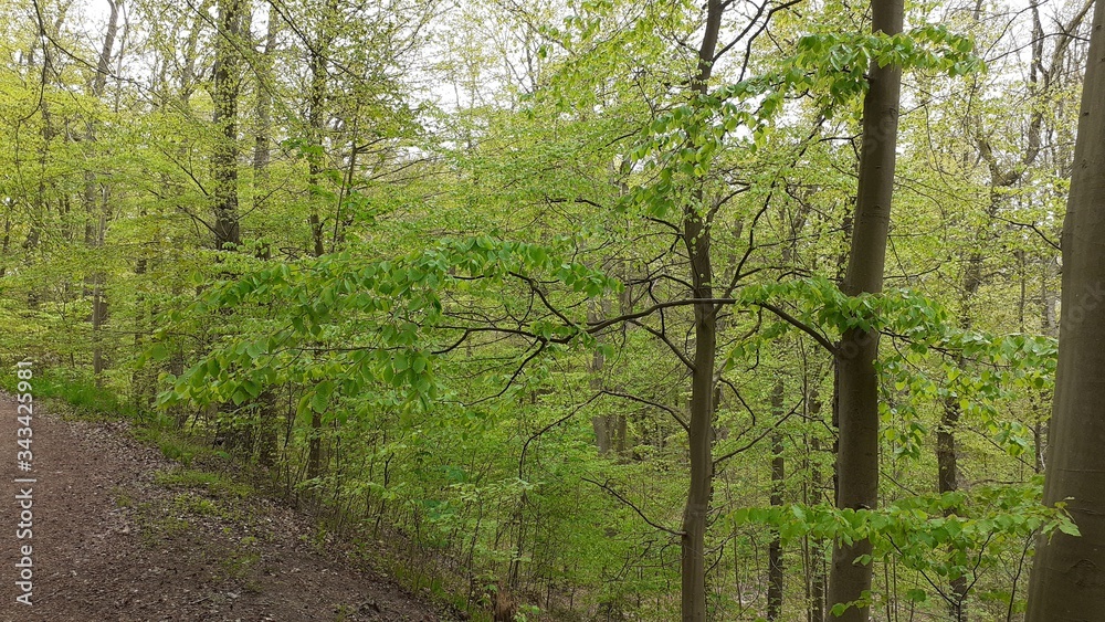 Fototapeta premium Stiftungswald Stadtheide, Plön