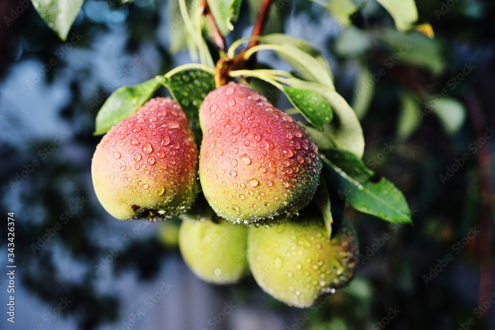 ripe pear fruit with raindrops close up against the background of a garden and a tree ripe pear fruit with raindrops close up against the background of a garden and a tree