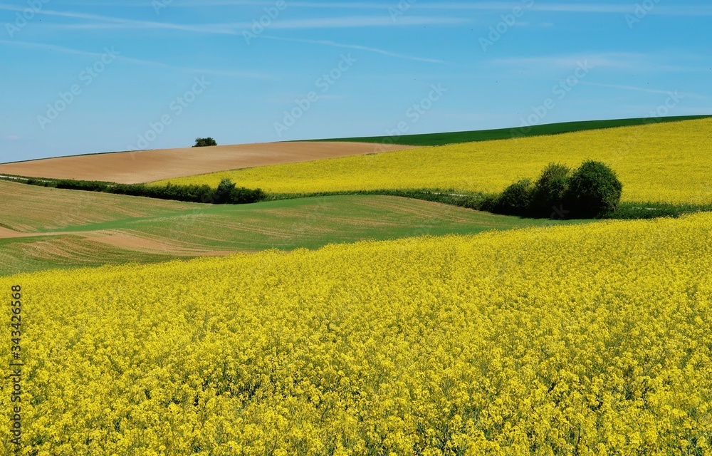 Frühlingsflur in Gelb