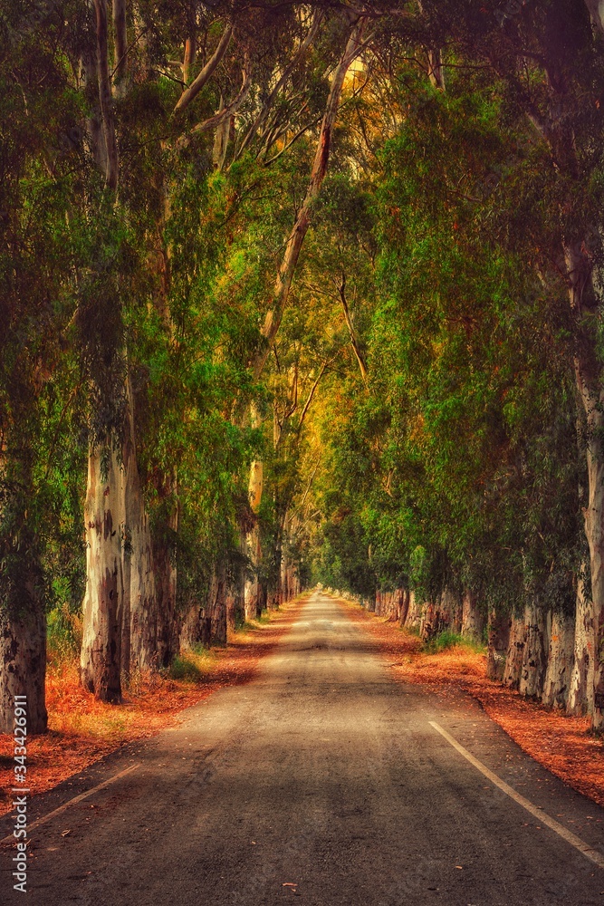 Road with trees in the nature