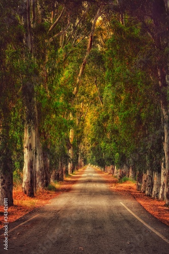 Road with trees in the nature