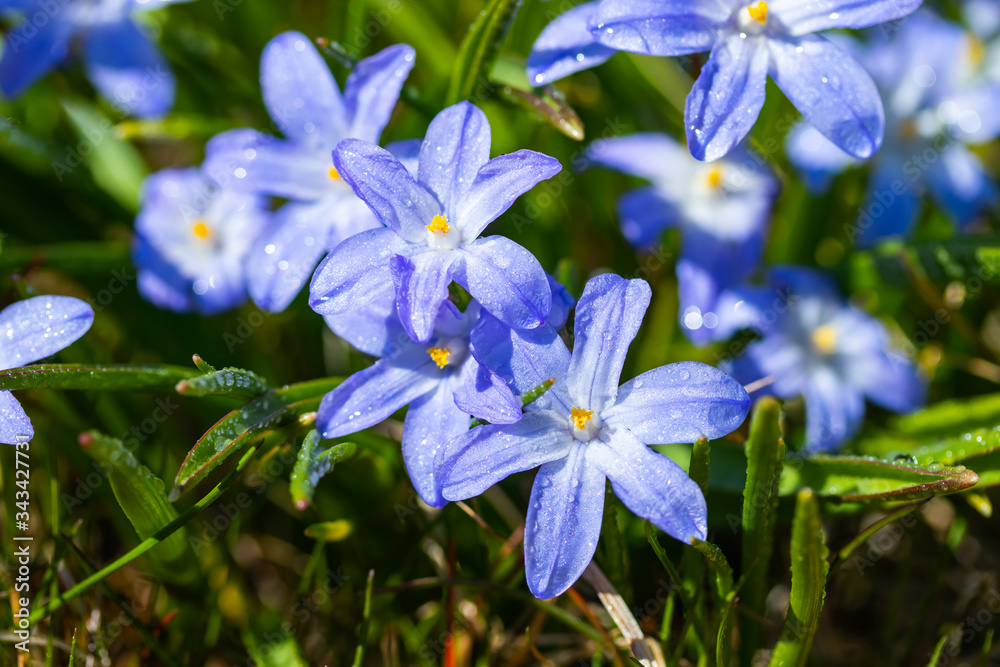 Closeup of blooming blue scilla luciliae flowers with raindrops in sunny day. First spring bulbous plants. Selective focus with bokeh effect. Closeup of blooming blue scilla luciliae flowers with raindrops in sunny day. First spring bulbous plants. Selective focus with bokeh effect.