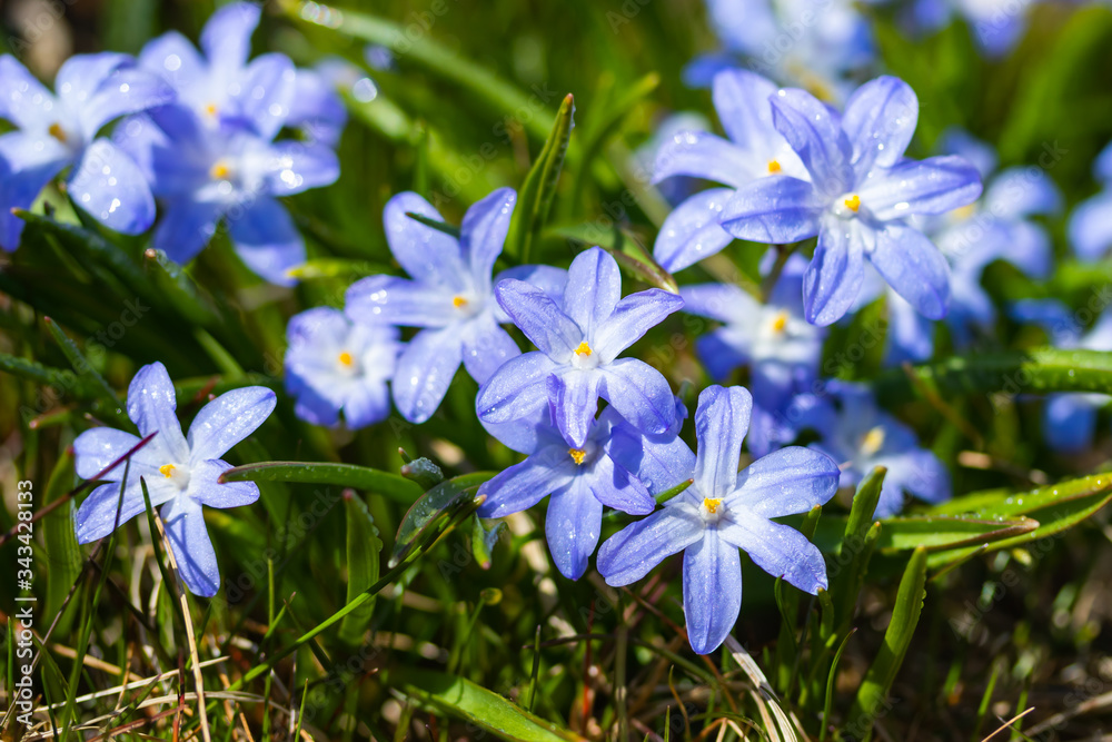 Closeup of blooming blue scilla luciliae flowers with raindrops in sunny day. First spring bulbous plants. Selective focus with bokeh effect. Closeup of blooming blue scilla luciliae flowers with raindrops in sunny day. First spring bulbous plants. Selective focus with bokeh effect.