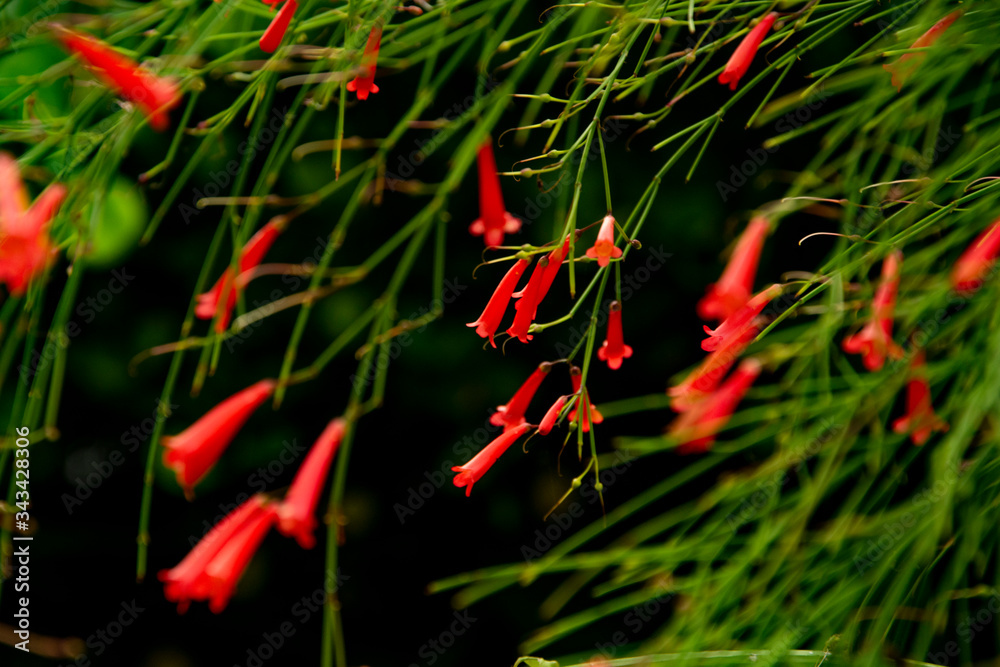 CAMPANAS DE PRIMAVERA CAMPANAS DE PRIMAVERA