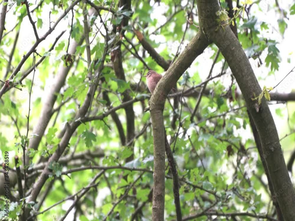 one fine morning there is a singing wren one fine morning there is a singing wren