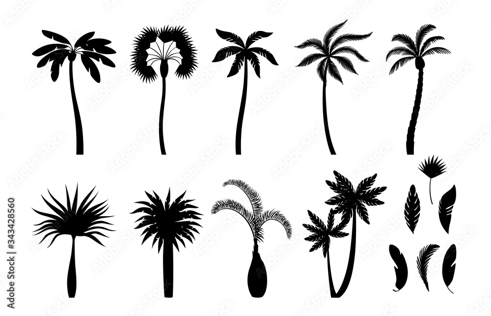 Palm tree silhouettes. Exotic brazil tropical trees branches with leaves and coconuts vector illustrations set. Palm exotic branch, leaf silhouette tropical