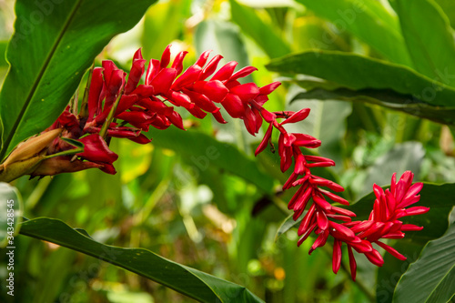 FLORES EN LA SELVA