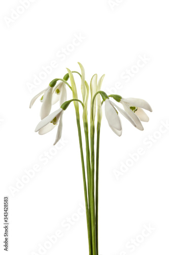 Spring tender snowdrops isolated on white background. Delicate art for congratulations on birthday or wedding.